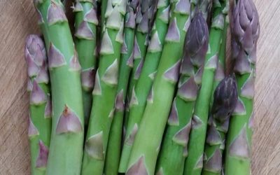 First harvest of asparagus 2019