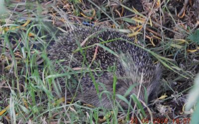 Hedgehog in the allotment