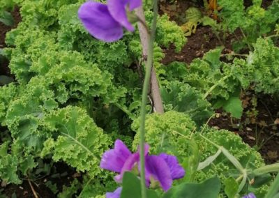 Sweet pea and kale