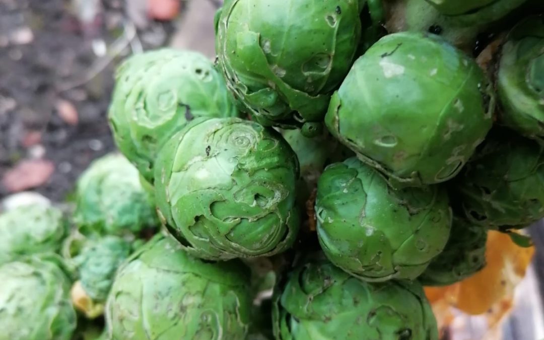 Christmas Brussels sprouts