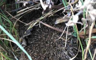 Hedgehog in Allotment