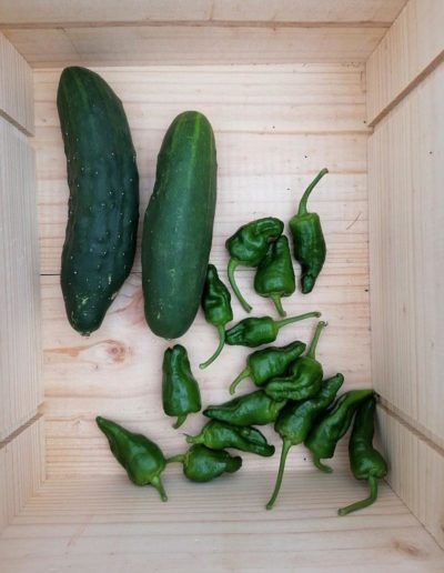 Cucumbers and padron peppers