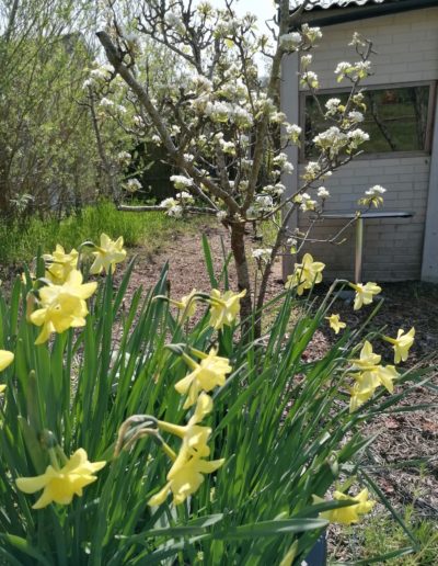 Daffodils and blossom