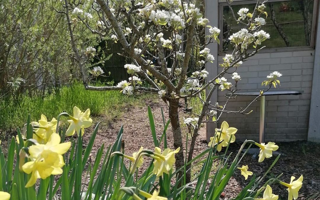 Daffodils and blossom