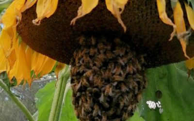 Bees in the Allotment