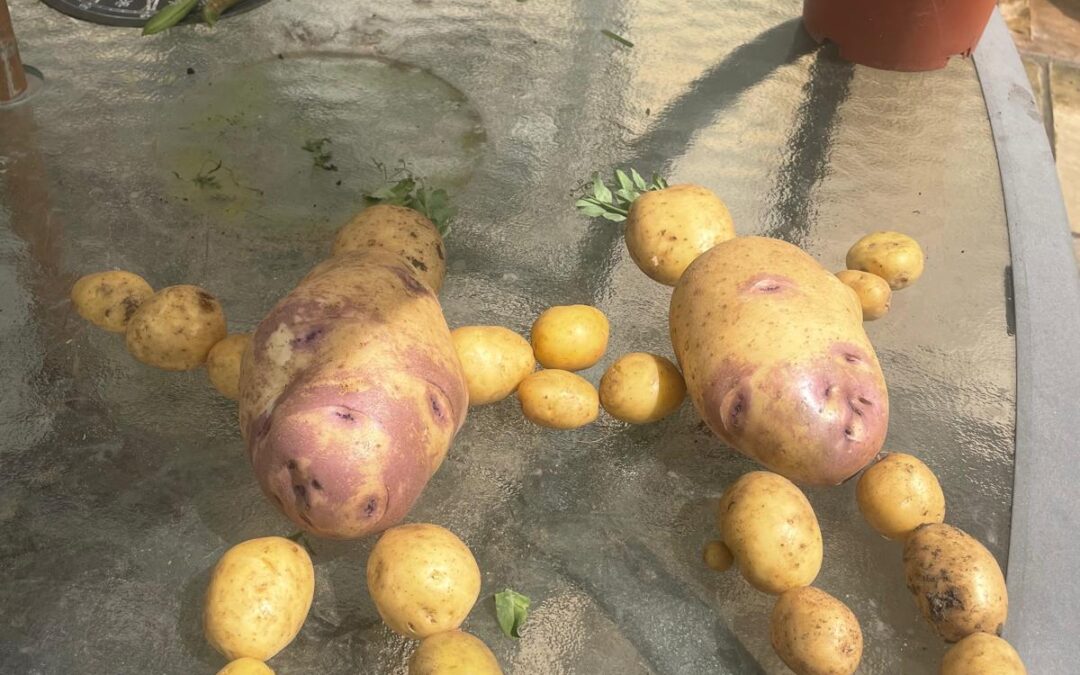 Potatoes