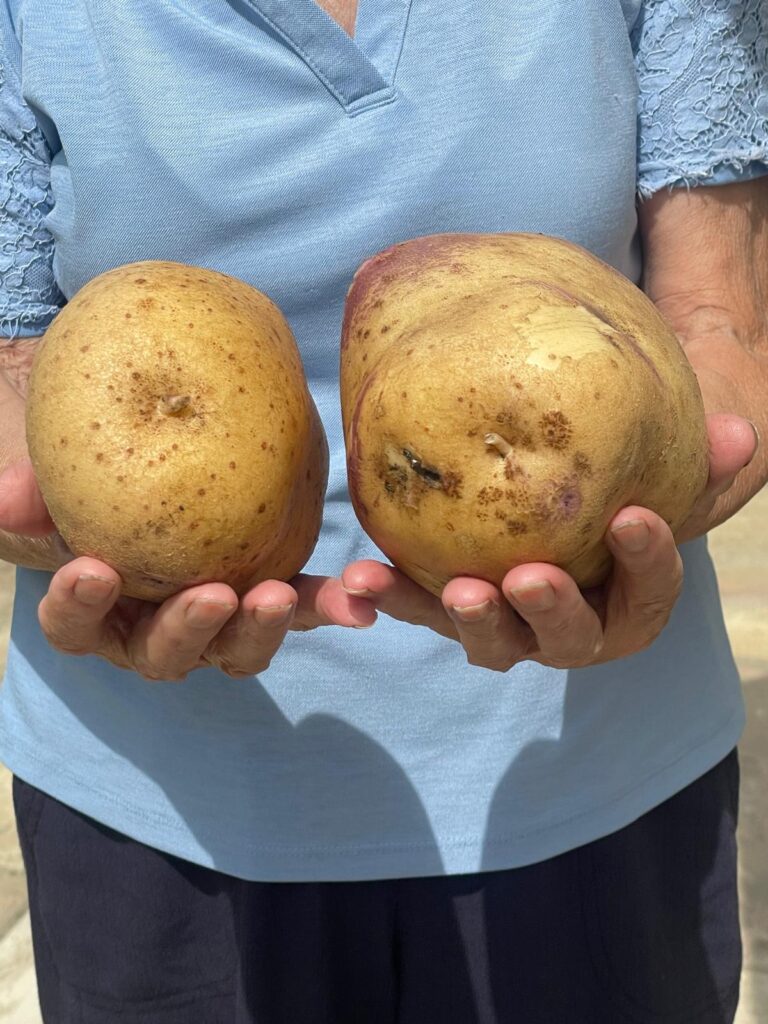 Potatoes