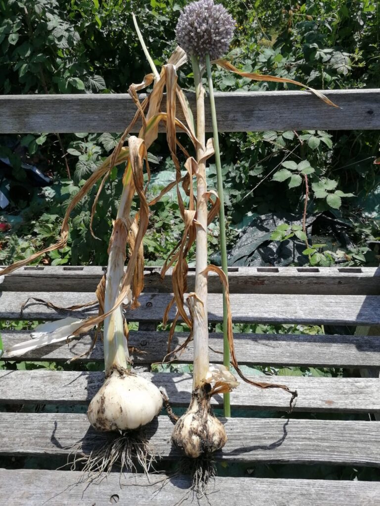Elephant Garlic