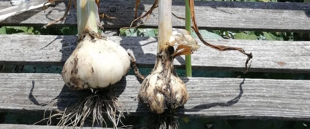 Garlic