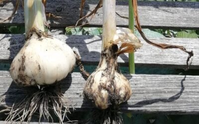 Elephant Garlic Experiment