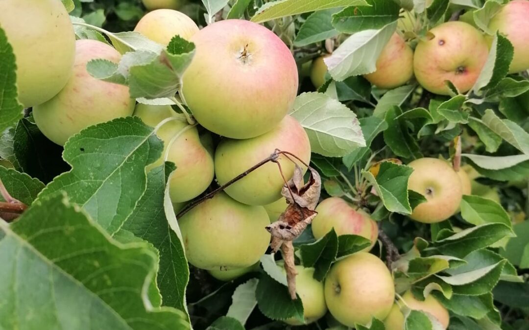 Apples