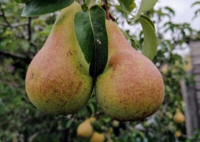 Pears
