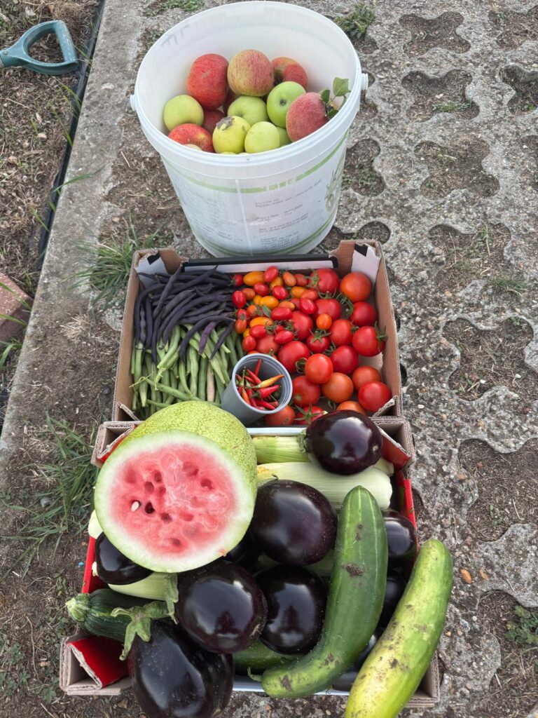 Summer Bounty