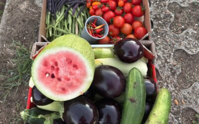 Summer Bounty